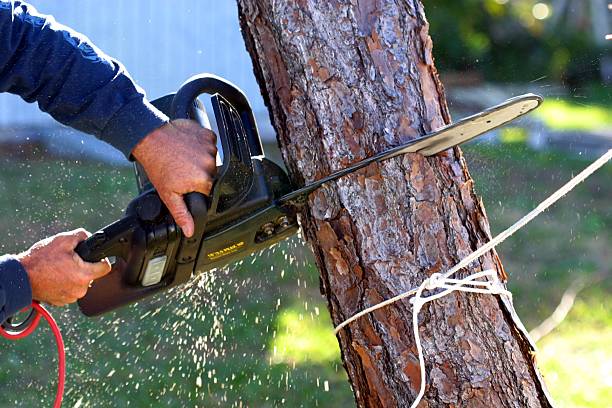 Reliable Sheboygan Falls, WI Tree Care Solutions
